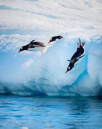 Antarctica Expedition Guide