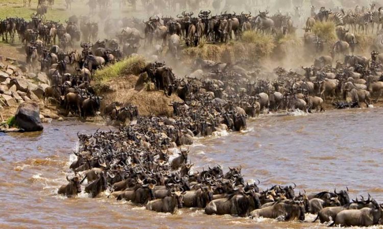 Kenya Package 5 Nights 6 Days